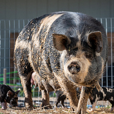 Настоящее и будущее генетики свиней